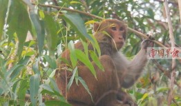 猴子的最新爆料是什么,最新爆料揭示娱乐圈惊人内幕